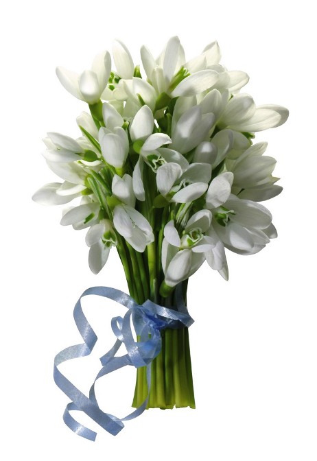822025-Snowdrops-Bouquets-White-background-Ribbon.jpg